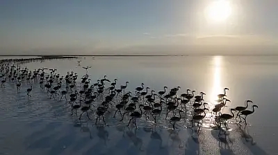 Konya'nın eşiğindeki bu göl yeniden doğdu