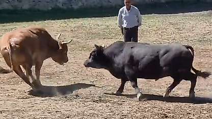 Güreşten kaçan 600 kiloluk boğa, demir kapıdaki boşluktan arenanın dışına atladı