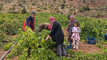 Hadim'de üzüm hasadı devam ediyor