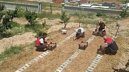 Konya'da safran hasadı yapıldı