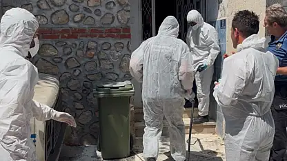 Pireler mahalleyi istila etti! Belediye hayvanları bakıma aldı
