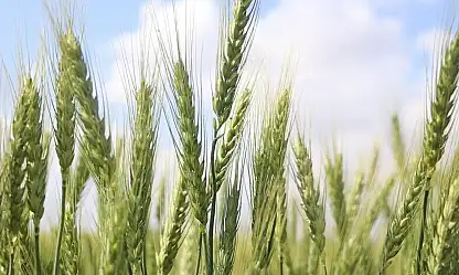 Türkiye, tarımsal hasılada rekor kırdı