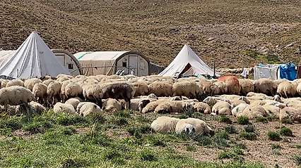 150 bin lira maaşa rağmen çoban sıkıntısı sürüyor