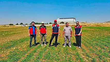 Geleceğin yemi Konya Ovası'nda yetişiyor