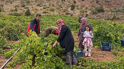Hadim'de üzüm hasadı devam ediyor