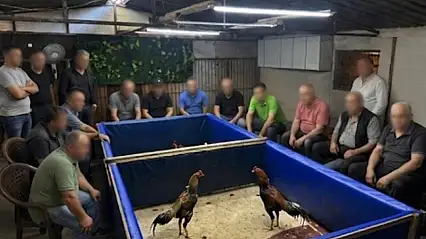 Horoz dövüşü operasyonu: Çiftlik mühürlendi, para cezası kesildi