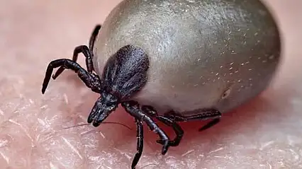 Kene kabusu sürüyor! KKKA'dan 6. ölüm gerçekleşti