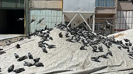 Konya buğday pazarının bereketi güvercinler oldu