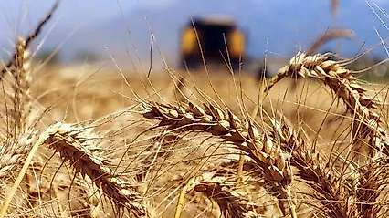 Konya'da 252 milyonluk ihale: TİGEM, buğday ve arpa satacak