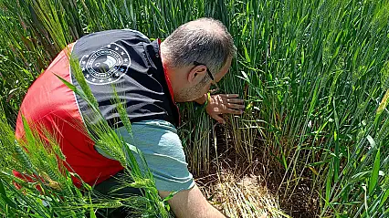 Konya'da buğday tarlalarında kritik kontrol