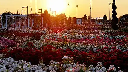 Konya'da görsel şölen! 190 çeşit gül ziyaretçilerini bekliyor