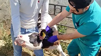 Konya'da hastalıktan ari işletmeler denetleniyor