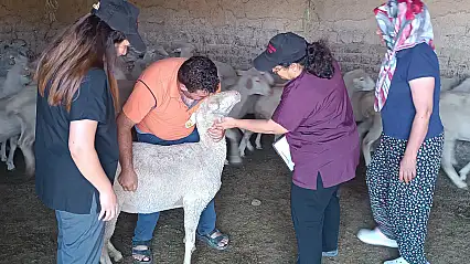 Konya'da hayvan sağlığı emin ellerde