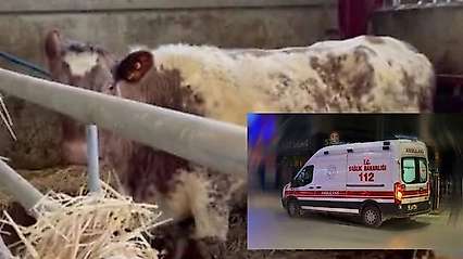 Konya'da inek saldırısı can aldı