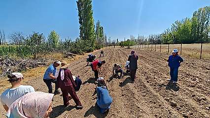 Konya'da kırmızı altın toprakla buluştu
