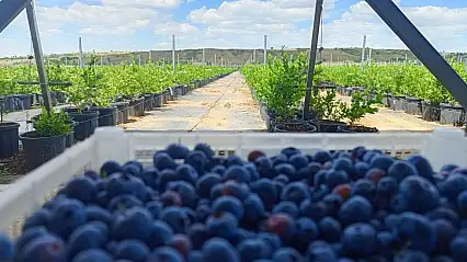 Konya'da meşhur blueberry meyvesi hasat edildi