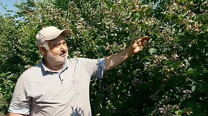Konya'da tarlaların rengi değişiyor: Çiftçiye yeni kazanç kapısı!