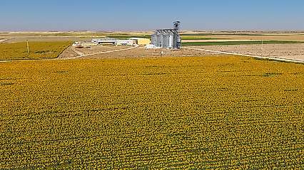 Konya'da yol kenarı sarıya büründü! Havadan böyle görüntülendi