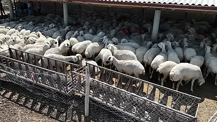 Konya'nın 31 ilçesinde hayvancılığa tam destek