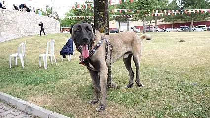 Konyalı yetiştiriciler Çorumdaki köpek şampiyonasında boy gösterdi