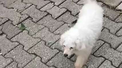 Pes doğrusu! Köpeği dakikalarca kovalayıp çaldılar