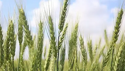 Türkiye, tarımsal hasılada rekor kırdı