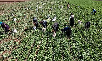 Konya'da çiftçinin yeni gözdesi: Kırk beş günde tarladan sofraya