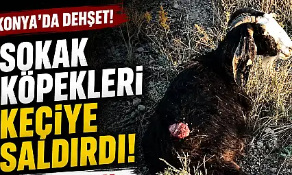 Konya'da sokak köpekleri keçiyi parçaladı