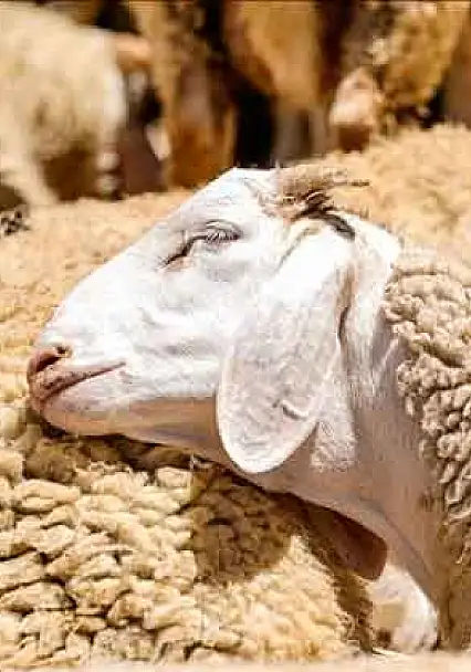 Kırsalda Bereket Küçükbaş Hayvancılığa Destek Projesi'ne başvurular başlıyor