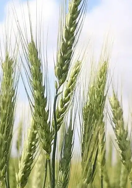 Türkiye, tarımsal hasılada rekor kırdı