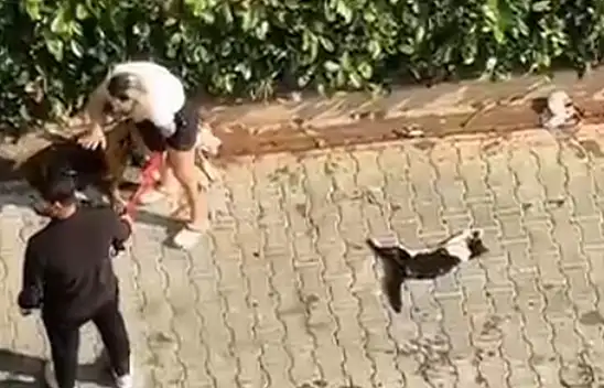 Adana'da pitbull dehşeti! Sahibi polisi aramayın diye yalvardı