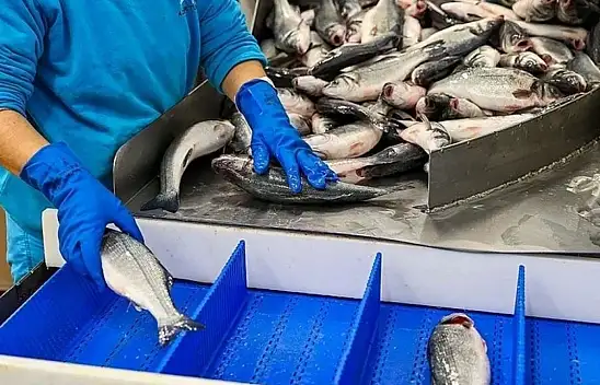 Bakanlık açıkladı: Türkiye'nin su ürünleri ihracatı ne kadar oldu?