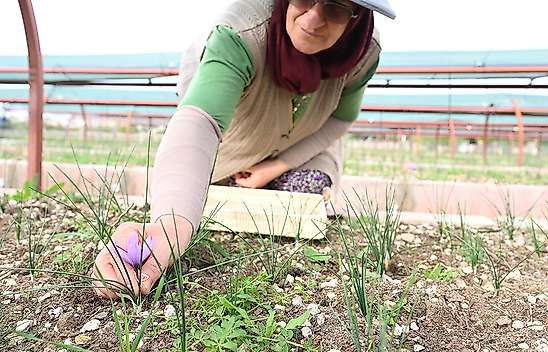 Dünyanın en pahalı baharatı Konya'da filizlendi: Hasadı başladı