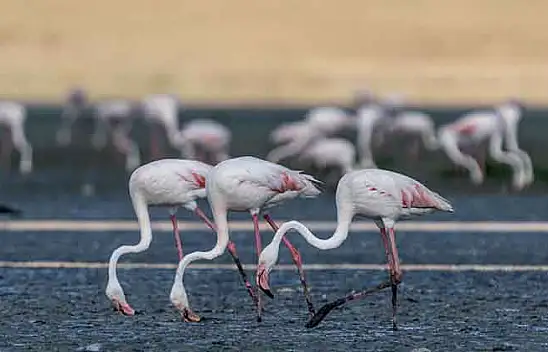 Flamingolar Tuz Gölü'ne gelmeye başladı