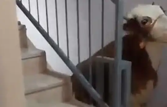 Görenler hayret etti! Kesmek için 6'ıncı kata çıkardı