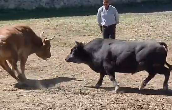 Güreşten kaçan 600 kiloluk boğa, demir kapıdaki boşluktan arenanın dışına atladı