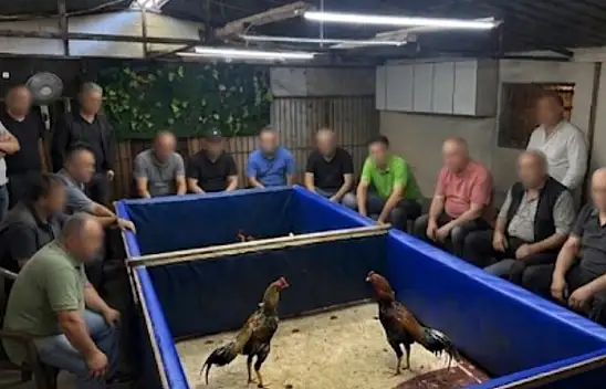 Horoz dövüşü operasyonu: Çiftlik mühürlendi, para cezası kesildi