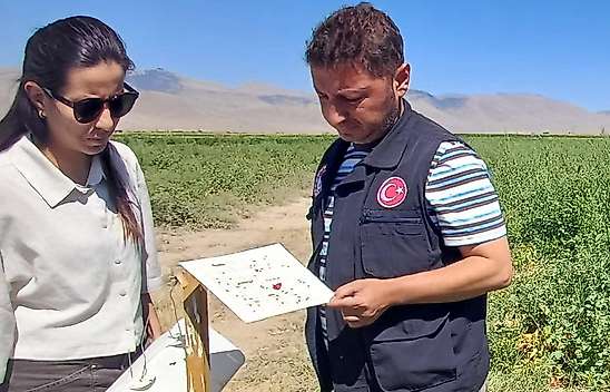 Karapınar'da domates tarlaları inceleme altında