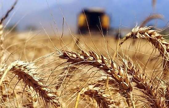 Konya'da 252 milyonluk ihale: TİGEM, buğday ve arpa satacak