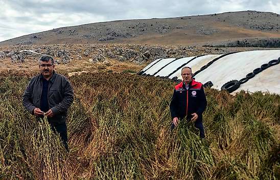 Konya'da ata tohumu susamda hasat heyecanı