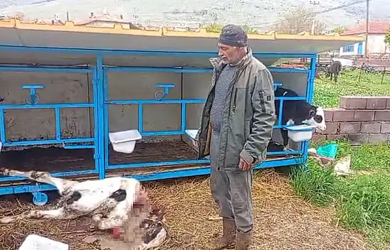 Konya'da başıboş köpek dehşeti