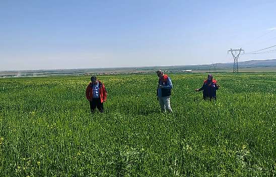 Konya'da bitki sağlığı kontrol altında