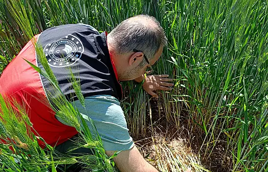 Konya'da buğday tarlalarında kritik kontrol