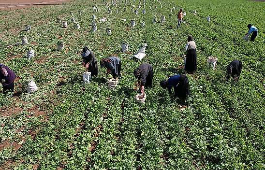 Konya'da çiftçinin yeni gözdesi: Kırk beş günde tarladan sofraya