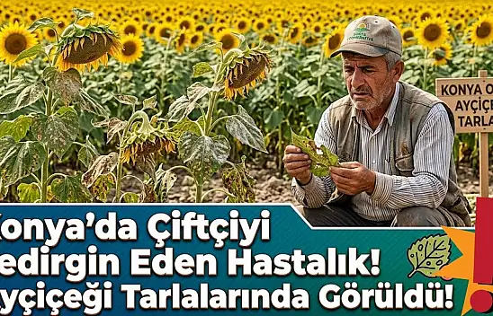 Konya'da çiftçiyi tedirgin eden hastalık! Ayçiçeği tarlalarında görüldü