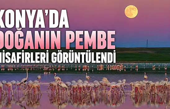 Konya'da doğanın pembe misafirleri görüntülendi