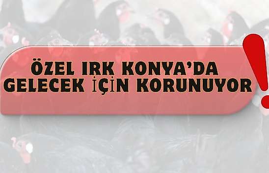 Konya'da genetik miras için kritik çalışma: Sayıları artırılıyor