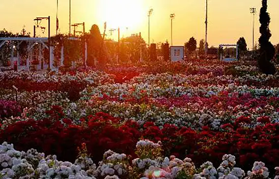 Konya'da görsel şölen! 190 çeşit gül ziyaretçilerini bekliyor