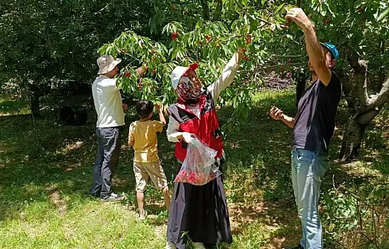 Konya'da hasat öncesi denetimler sürüyor
