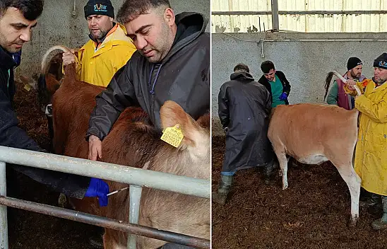 Konya'da hayvan sağlığı denetimlerle korunuyor